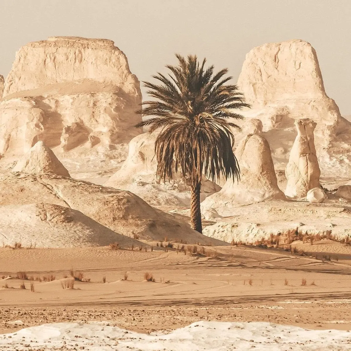 Camel Trek — 5 Nights / 6 Days